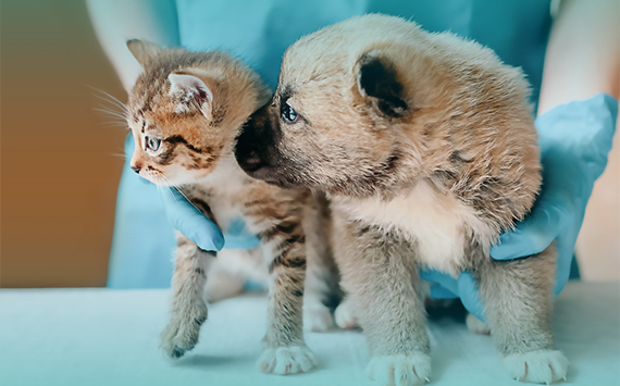 Understanding Flea and Tick Medications for Dogs